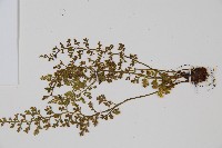 薄葉鐵角蕨藏品圖，第4張