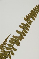 生芽鐵角蕨藏品圖，第4張