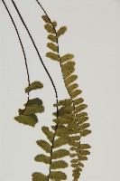 生芽鐵角蕨藏品圖，第5張