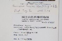 大星蕨藏品圖，第2張