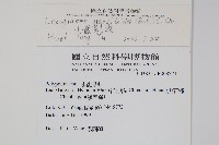 小葉劍蕨藏品圖，第2張