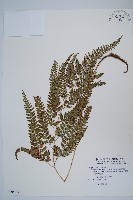 細葉複葉耳蕨藏品圖，第1張