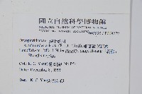 細葉複葉耳蕨藏品圖，第2張