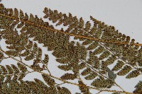 細葉複葉耳蕨藏品圖，第4張