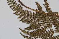 細葉複葉耳蕨藏品圖，第5張