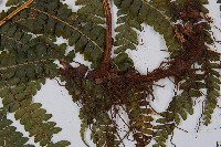 粗毛鱗蓋蕨藏品圖，第3張