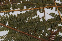 粗毛鱗蓋蕨藏品圖，第4張