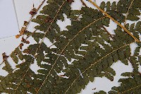 粗毛鱗蓋蕨藏品圖，第5張