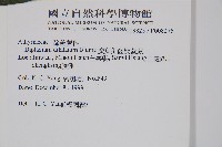 廣葉鋸齒雙蓋蕨藏品圖，第2張