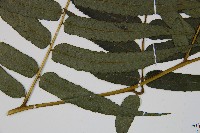 廣葉鋸齒雙蓋蕨藏品圖，第5張