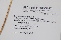 南海鱗毛蕨藏品圖，第2張