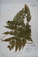 弧脈鳳尾蕨藏品圖，第1張