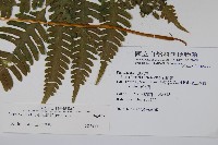 弧脈鳳尾蕨藏品圖，第2張