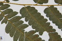 廣葉鋸齒雙蓋蕨藏品圖，第3張