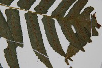 廣葉鋸齒雙蓋蕨藏品圖，第4張