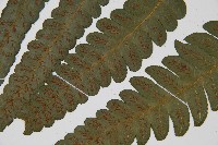 廣葉鋸齒雙蓋蕨藏品圖，第5張