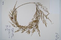 威氏鐵角蕨藏品圖，第1張