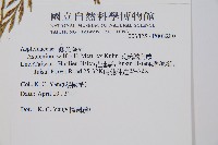 威氏鐵角蕨藏品圖，第2張