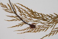 威氏鐵角蕨藏品圖，第3張