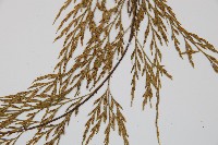 威氏鐵角蕨藏品圖，第4張