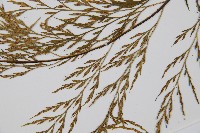 威氏鐵角蕨藏品圖，第5張