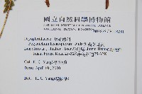 鋸齒葉耳蕨藏品圖，第2張