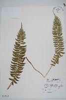 臺東耳蕨藏品圖，第1張