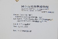 臺東耳蕨藏品圖，第2張