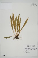 劍葉鐵角蕨、箭葉鐵角蕨藏品圖，第1張