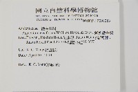 劍葉鐵角蕨、箭葉鐵角蕨藏品圖，第2張