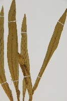 劍葉鐵角蕨、箭葉鐵角蕨藏品圖，第3張