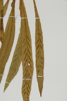 劍葉鐵角蕨、箭葉鐵角蕨藏品圖，第4張