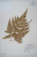 臺灣鱗毛蕨藏品圖，第1張