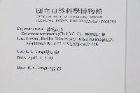 臺灣鱗毛蕨藏品圖，第2張