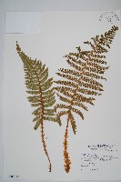 尖葉耳蕨藏品圖，第1張