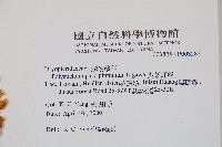 尖葉耳蕨藏品圖，第2張