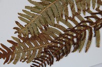 韓氏羅曼蕨藏品圖，第4張