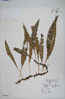 波氏星蕨藏品圖，第1張