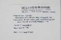 波氏星蕨藏品圖，第2張