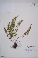 紅苞蹄蓋蕨藏品圖，第1張