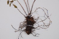 紅苞蹄蓋蕨藏品圖，第3張