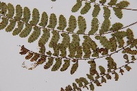 紅苞蹄蓋蕨藏品圖，第4張