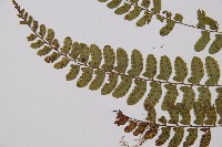 紅苞蹄蓋蕨藏品圖，第5張