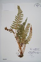 尖葉耳蕨藏品圖，第1張