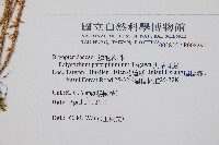 尖葉耳蕨藏品圖，第2張