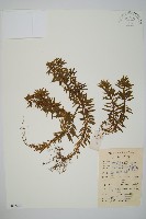 千層塔藏品圖，第1張