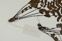 生芽鐵角蕨藏品圖，第3張