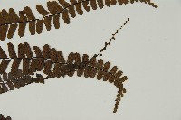 生芽鐵角蕨藏品圖，第4張