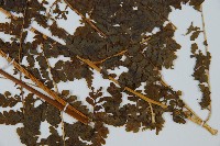 華南鱗蓋蕨藏品圖，第3張