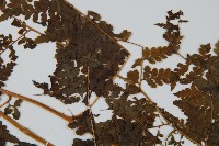 華南鱗蓋蕨藏品圖，第4張